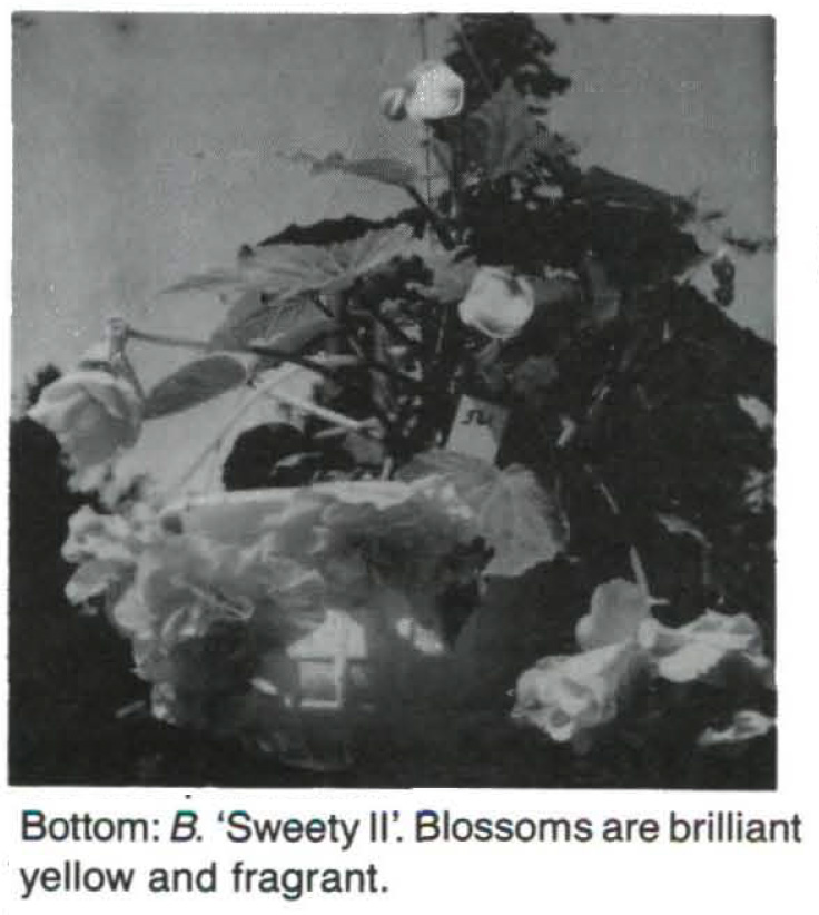 B. ‘Sweety II’